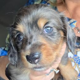 Emma's black and tan dapple boy more white on chest - Dapple male Dachshund puppy in Declo, Idaho from Dozendachs