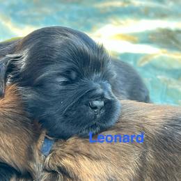 Leonard - Chocolate male Shih Tzu puppy in Bloomfield, Indiana from Meihem Pups