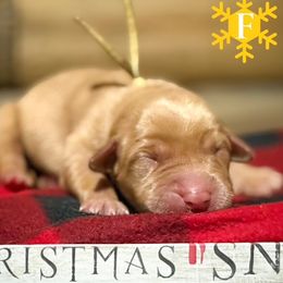 Girl 4 - female Labrador Retriever puppy in Franklin, Virginia from Oak Hollow Retrievers