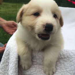Border Collies from Whipple Farms