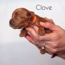 Cavapoo Puppies from Bonneville Doodles