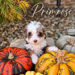 Primrose - Chocolate merle female Bernedoodle puppy in Burbank, Ohio from Berns & Doodles