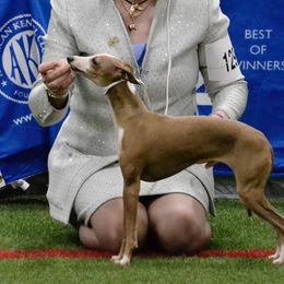 Vegas - Italian Greyhound