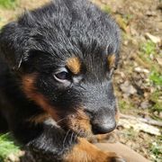 GP - Black and tan male Beauceron puppy in Strafford, New Hampshire from WildGoose Beaucerons