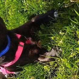 Pug Puppies from Hatfield Pugs