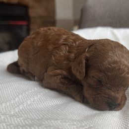 Girl 1 - Poodle puppy in Kirksville, Missouri from Show Me Poodles Doodles and Cavaliers
