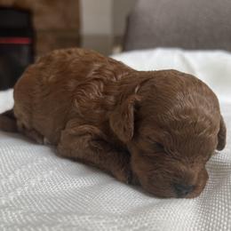 Girl 1 - Poodle puppy in Kirksville, Missouri from Show Me Poodles Doodles and Cavaliers