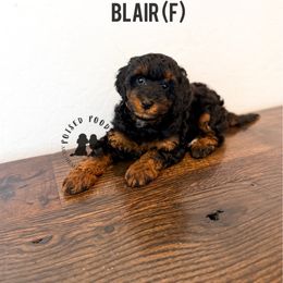 Blair - Phantom female Poodle puppy in Queen Creek, Arizona from Poised Poodles