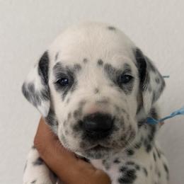 Blue boy - White and black male Dalmatian puppy in Sacramento, California from Dream Dalmatians