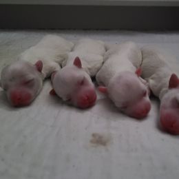 Coton de Tulear Puppies from Classy Cotons