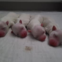 Coton de Tulear Puppies from Classy Cotons