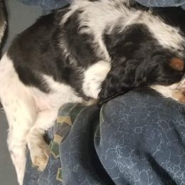 English Springer Spaniel Puppies from Sterling's springer Haven