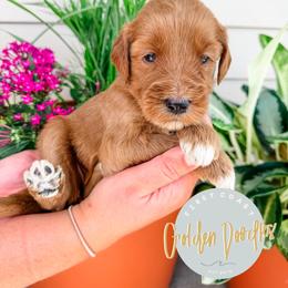 Meadow - Red  female Goldendoodle puppy in Jacksonville, Florida from First Coast Goldendoodles