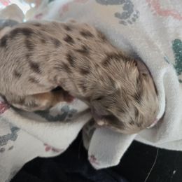 Boy 2 - Dapple male Dachshund puppy in Wichita Falls, Texas from Desert Willow Dachshunds