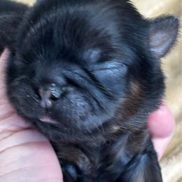 Winston - Black and tan male Shih Tzu puppy in Claremont, California from Lovable Shih Tzus