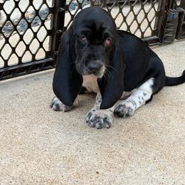 Rose- yellow - Black and white female Basset Hound puppy in Pflugerville, Texas from Mountain Mama Bassets