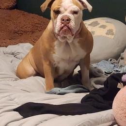 Daisy - Fawn female Bulldog puppy in Washington from Sun City Campeiro Bulldogs