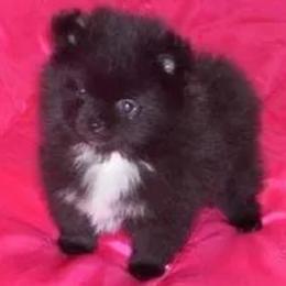 Pomeranian Puppies from Cream Puffs Pomeranians