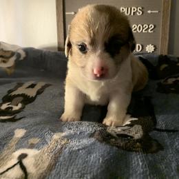 American Corgi Puppies from Mac-Kuz Kennels