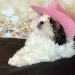 Sweet pea - Black gold and white female Shih Tzu puppy in Silver Lake, Oregon from Bling Shih Tzu