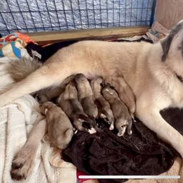 June - Anatolian Shepherd Dog