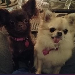 Chihuahuas from Island Vibez Chihuahuas