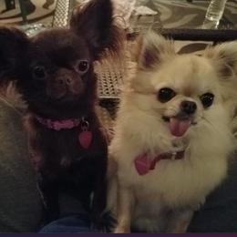 Chihuahuas from Island Vibez Chihuahuas