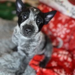 Boy 1 - Blue Australian Cattle Dog puppy in Texas from Rising J Cattle Dogs