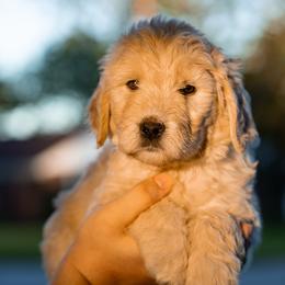Aurora (light pink) - Cream female Goldendoodle puppy in Portsmouth, Virginia from Hopping Howlers Ranch