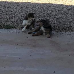Toy Australian Shepherd Puppies from Double M Toy and Mini Aussies