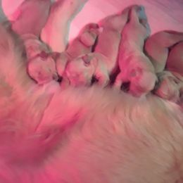 Golden Retriever Puppies from Broomfield Golden's