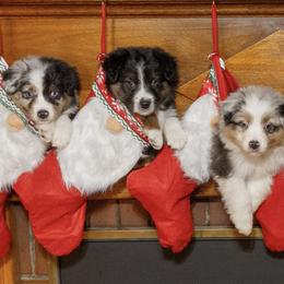 Australian Shepherd Puppies from North Idaho Aussies
