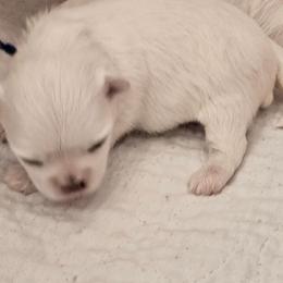 Blue - White male Maltese puppy in Victoville, California from T&C Maltese