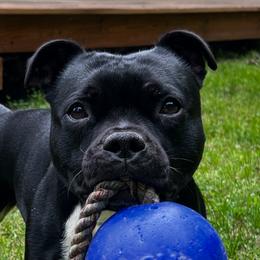 Staffordshire Bull Terriers from Equinox Staffords