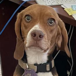 Jenny - Beagle
