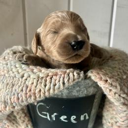 Green - Apricot male Goldendoodle puppy in Grand Blanc, Michigan from Perry Farm Doodles