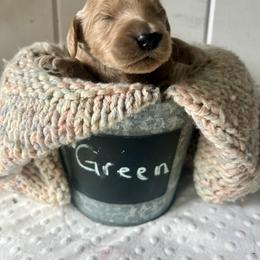 Green - Apricot male Goldendoodle puppy in Grand Blanc, Michigan from Perry Farm Doodles