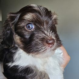 Loki - Chocolate male Havanese puppy in Angier, North Carolina from Hoppy Havanese