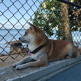 Doja - Shiba Inu