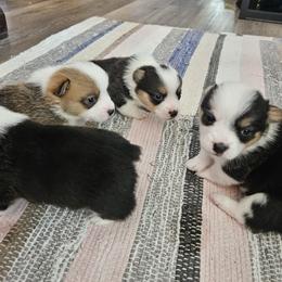 Pembroke Welsh Corgi puppies from Holloway Corgis
