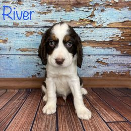 River - English Springer Spaniel puppy in Pine Island, Minnesota from Country Breeze Springer Spaniels