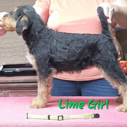 Miss Lime - Black and tan female Airedale Terrier puppy in Waco, Nebraska from Donpanaire Airedales