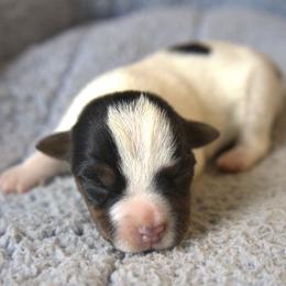 Wiley - Tri-colored male Parson Russell Terrier puppy in Menifee, California from Wendover Terriers