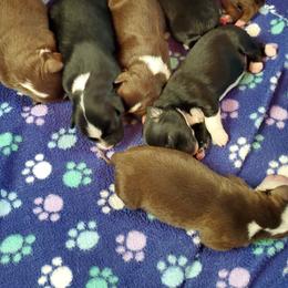 Australian Shepherds from Leanin B Aussies