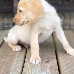 Cockapoo and Labradoodle Puppies from Morris Farmyard