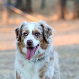 Cadi - Red merle female Miniature Australian Shepherd puppy in Hartman, Arkansas from Southern Edition Aussies