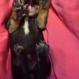 Dachshund Puppies from Dandelion Doxies