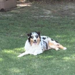 Australian Shepherd puppies from Howell Aussies