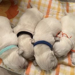 Boy 4 - Golden Retriever puppy from Golden Hearts Ranch English Cream Retrievers