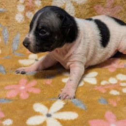 Gravy - White and black female American Hairless Terrier puppy in Phoenix, Arizona from Bare Valley
